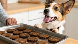 Imagem da notícia Bifinhos Nutritivos de Feijão para Pets: Uma Opção Saudável e Caseira
